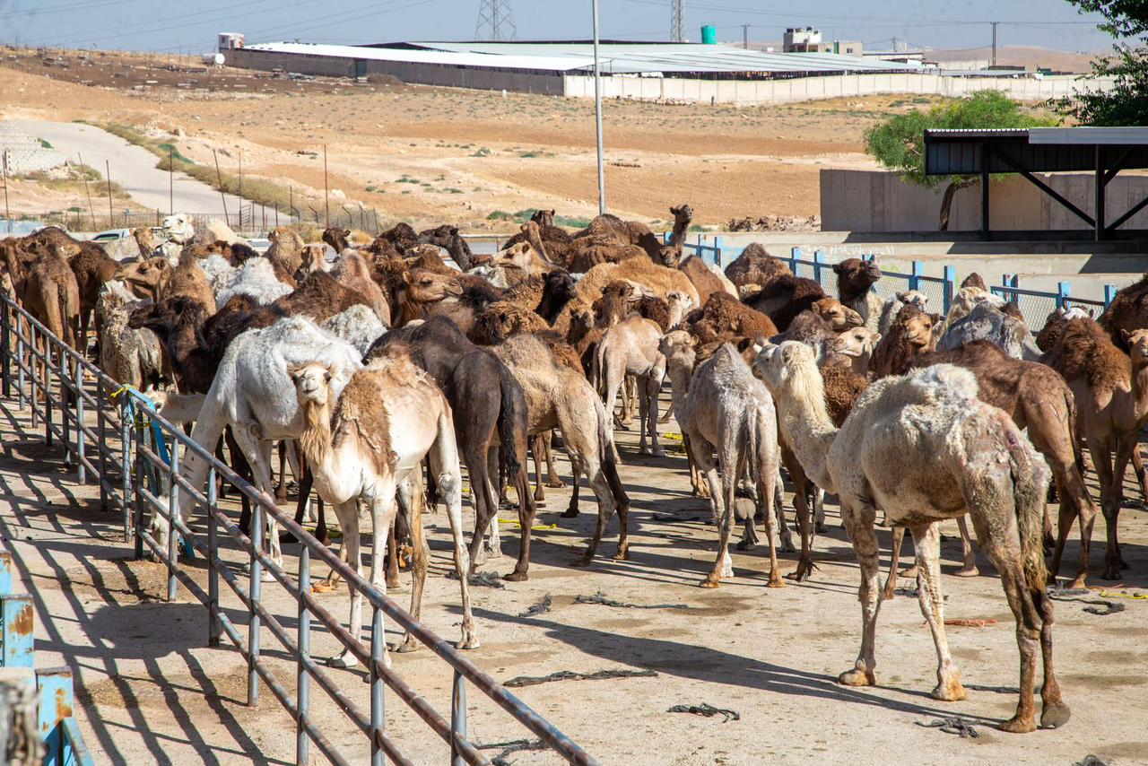 نحر ١٠٣ من الإبل ترحيبا وابتهاجا بزيارة جلالة الملك إلى محافظة الزرقاء تقرير مصور وفيديو