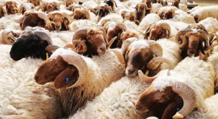 الكواليت يوضح أسعار الأضاحي البلدية والمستوردة في الأردن