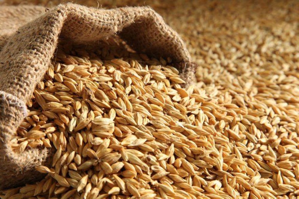 تثبيت أسعار الشعير والنخالة للشهر الحالي
