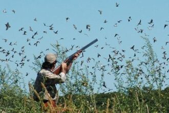 فتح موسم صيد الحمام في الأغوار 2024