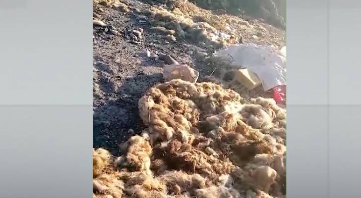 مكرهة صحية وجيف ملقاة على الشوارع