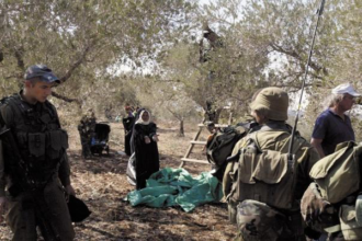 الاحتلال الإسرائيلي يستهدف شجرة الزيتون في فلسطين