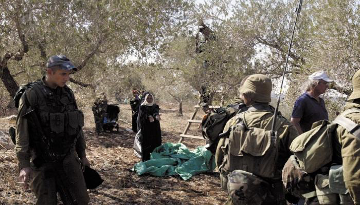 الاحتلال الإسرائيلي يستهدف شجرة الزيتون في فلسطين