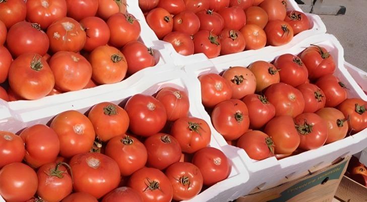 الزراعة: 8 إرساليات من محصول البندورة للأسواق المصرية