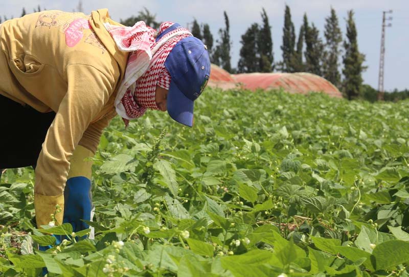 الزراعة ثاني أكبر قطاع يضم عمالة أطفال في الأردن
