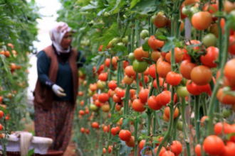 انخفاض 17.9% بأسعار المنتجين الزراعيين