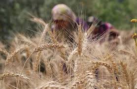 وزارة الصناعة تفتح عطاء لشراء 100-120 ألف طن من القمح