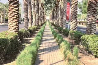 ممرات مشاة جديدة في العقبة تعزز التجربة السياحية