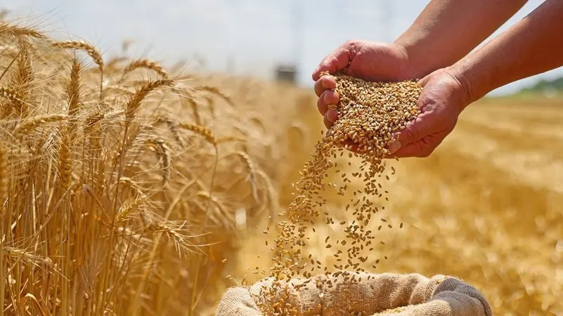 100 ألف طن قمح: عطاء جديد من وزارة الصناعة والتجارة