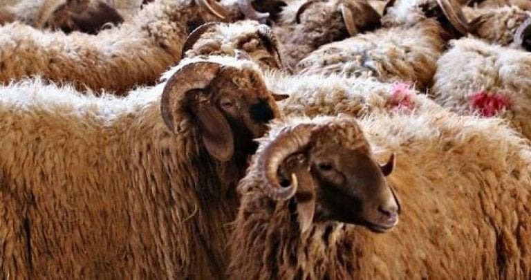 وزارة الزراعة : ارتفاع غير مسبوق في صادرات الأغنام والتمور والخضار
