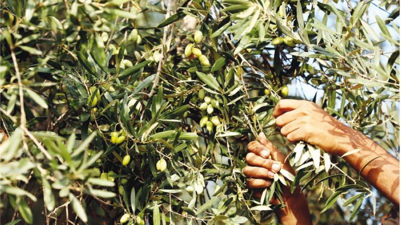 دعوة لتأخير قطف ثمار الزيتون حتى إشعارٍ آخر