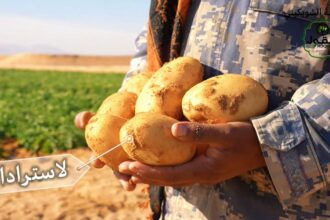 بدء حصاد الموسم الشتوي في مزارع حقول بأصناف جديدة ذات جودة عالية ومتميزة