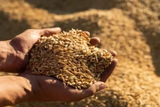 الصناعة: عدم استيراد الشعير يعود لارتفاع السعر عالميا