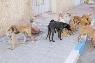 انتشار الكلاب الضالة في طبربور يثير قلق المواطنين ويهدد سلامة الطلاب