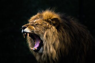 أسد يهاجم شاباً أثناء تصوير فيديو على تيك توك في باكستان