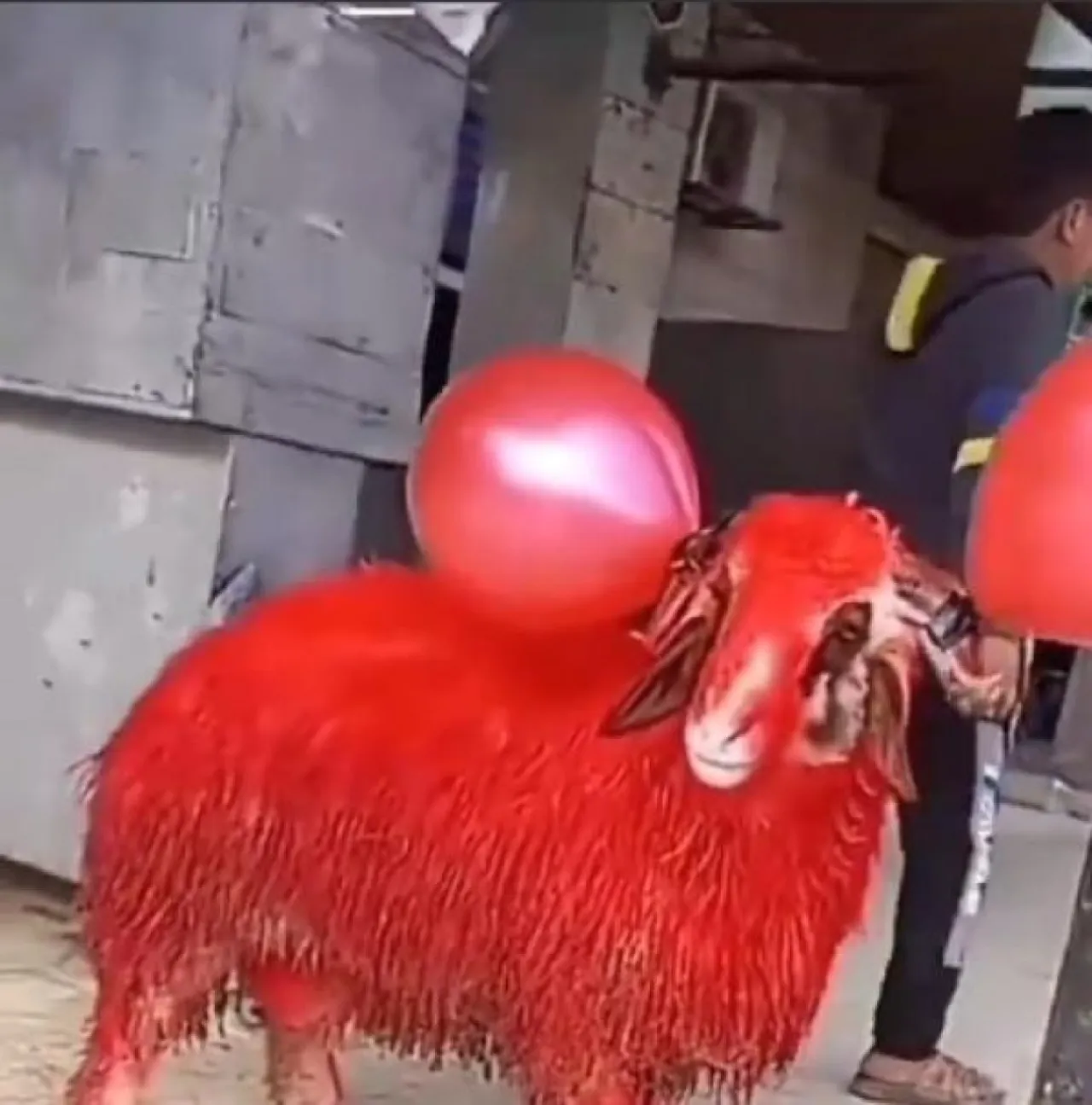 عراقي يصدم حبيبته "بخروف" أحمر في عيد الحب