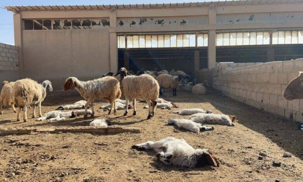 مستوطنون يسممون المراعي ونفوق 26 رأسًا من الأغنام