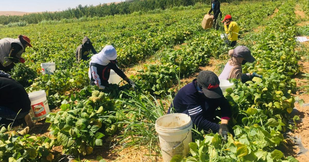 عاجل | وزارة العمل تسمح باستقدام العمالة الوافدة للقطاع الزراعي