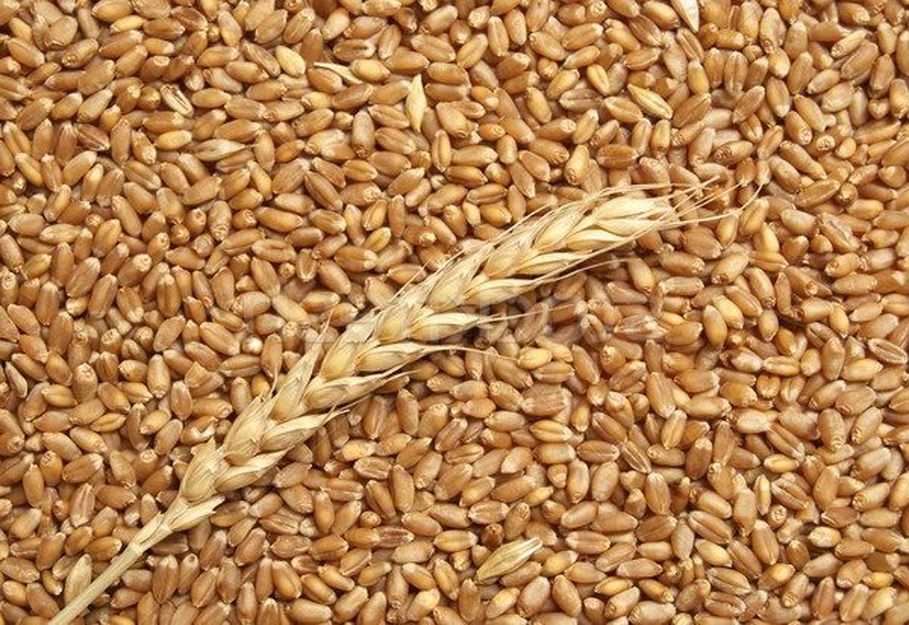 وزارة الصناعة والتجارة تطرح عطاء لشراء 100-120 ألف طن قمح