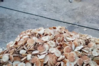 تونس: هدر 900 ألف رغيف خبز يوميًا خلال رمضان