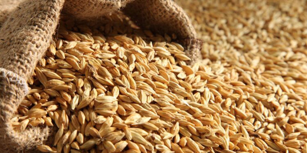 طرح عطاء لشراء كميات من الشعير