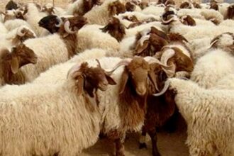 تصدير 185 ألف رأس غنم من الأردن إلى الخليج خلال 4 أشهر