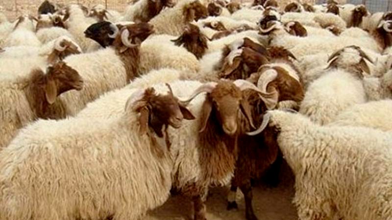 تصدير 185 ألف رأس غنم من الأردن إلى الخليج خلال 4 أشهر
