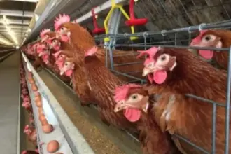 المكسيك تسجل أول إصابة بشرية مؤكدة بإنفلونزا الطيور