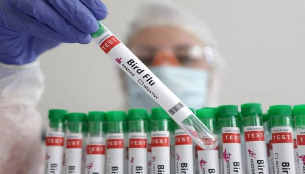 المكسيك تسجل أول حالة وفاة بسلالة «H5N1» من إنفلونزا الطيور