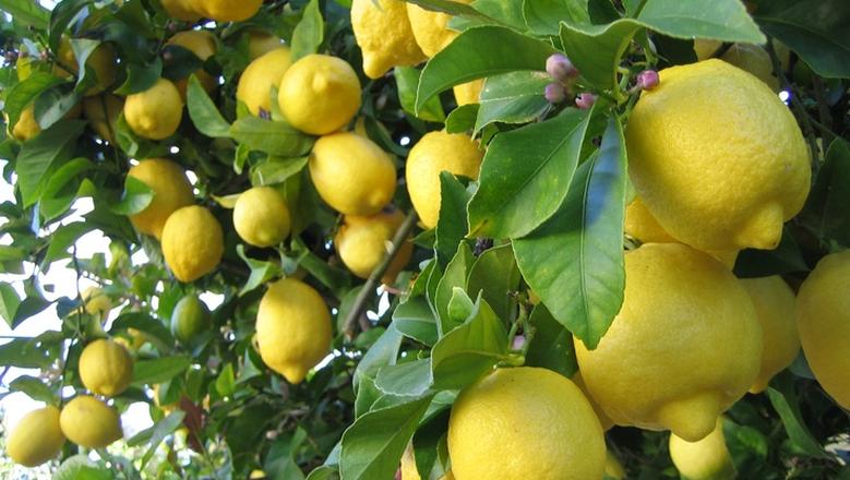 استيراد الليمون مستمر وأسعاره مرشحة للاستقرار قريباً