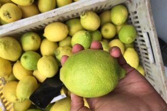 الليمون بأسعار نارية.. بدائل بسيطة تحافظ على الطعم وتخفف الكلفة