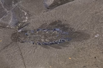 اكتشاف حيوان مفترس بثلاثة عيون يحير العلماء لا مثيل له في التاريخ
