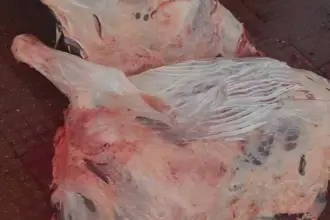 عاجل || بلدية الكرك تتلف 300 كغم لحوم فاسدة