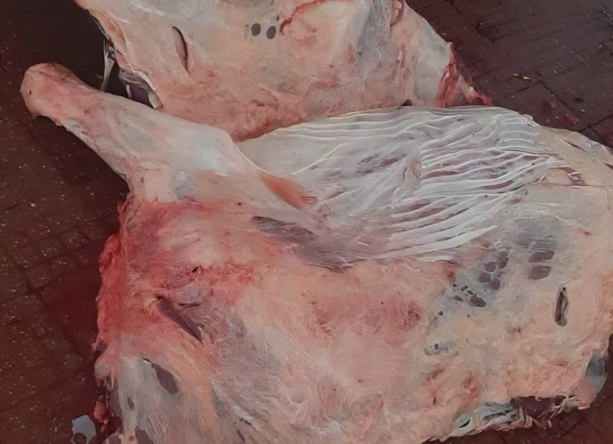 عاجل || بلدية الكرك تتلف 300 كغم لحوم فاسدة
