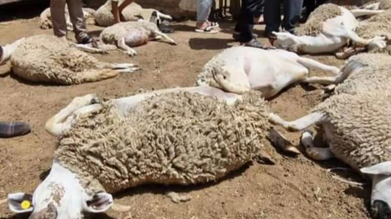 نفوق عدة رؤوس أغنام دهسًا في الرمثا بسبب مركبة مسرعة