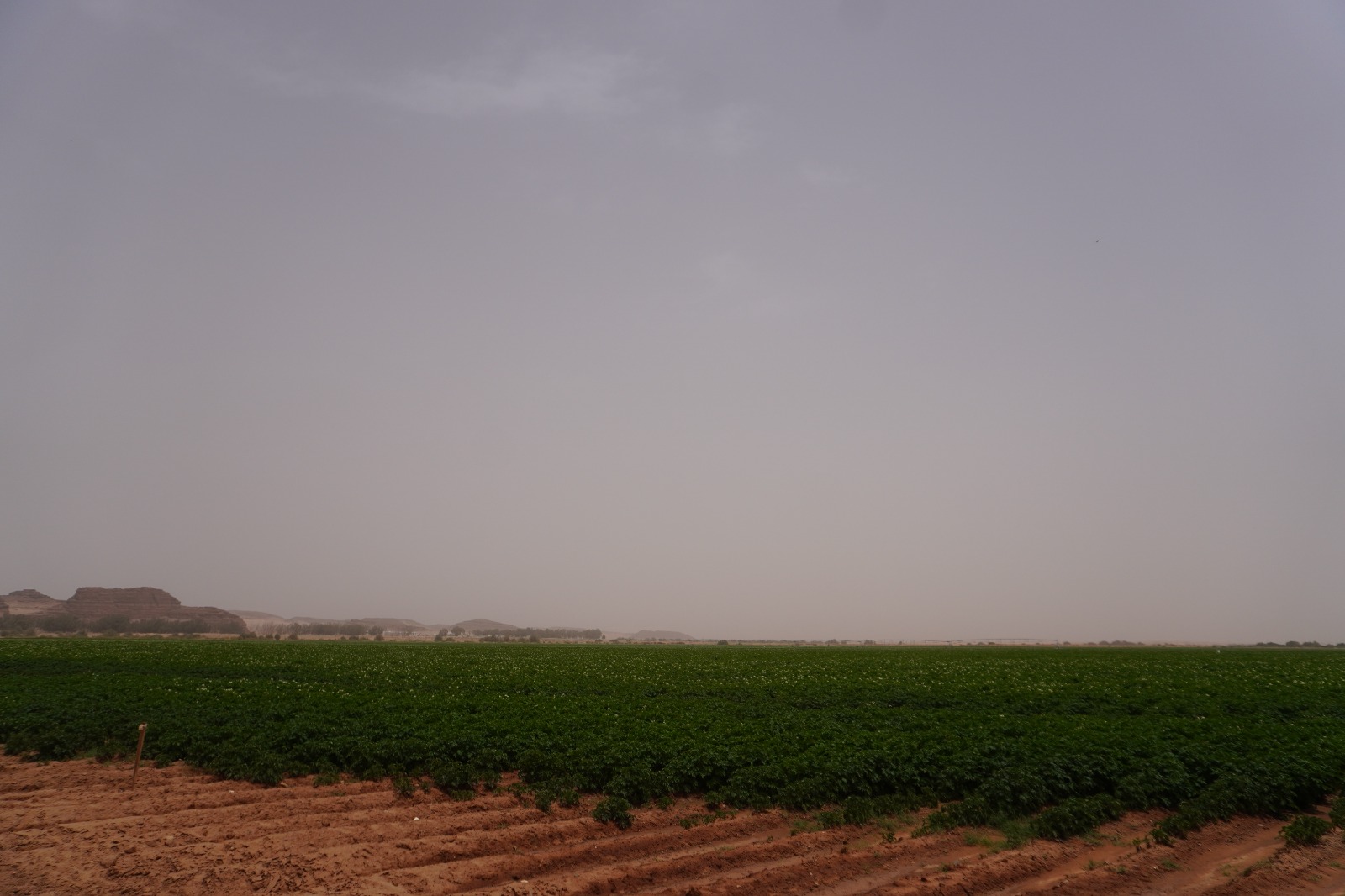 الضمان يزرع التنمية في معان... مشروع زراعي يوفر فرص عمل ويعزز الأمن الغذائي( صور وفيديو)