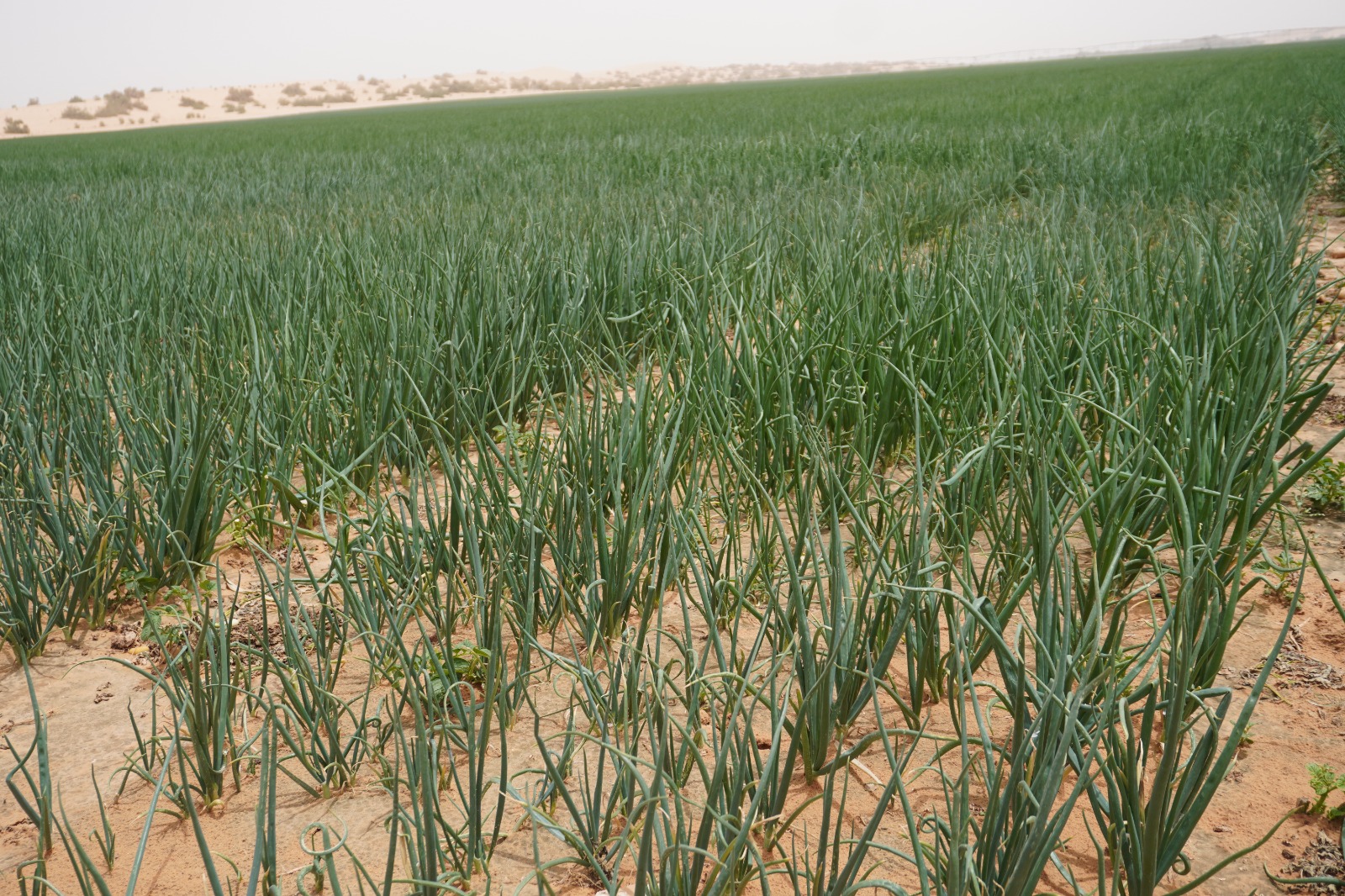 الضمان يزرع التنمية في معان... مشروع زراعي يوفر فرص عمل ويعزز الأمن الغذائي( صور وفيديو)