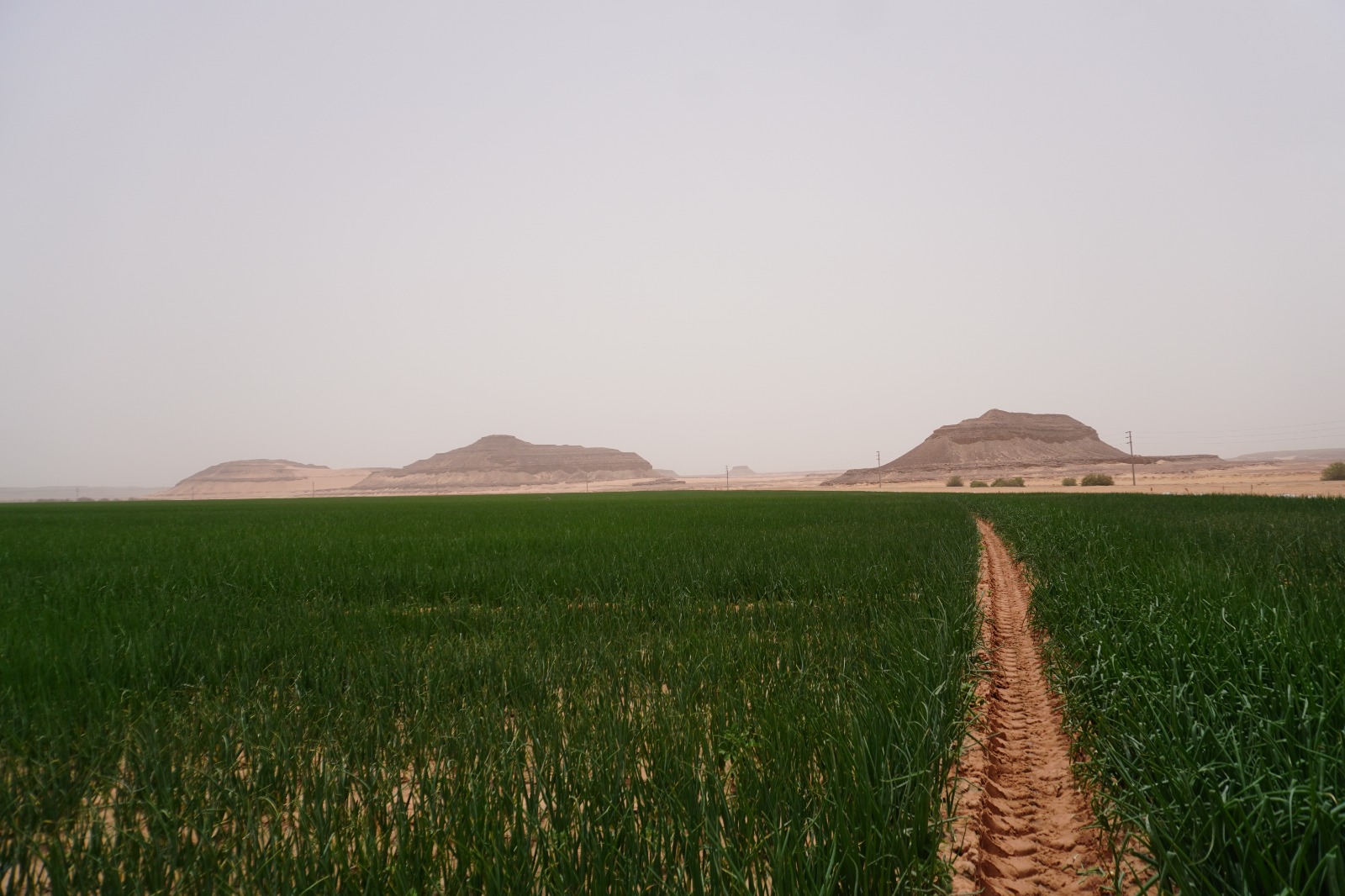 الضمان يزرع التنمية في معان... مشروع زراعي يوفر فرص عمل ويعزز الأمن الغذائي( صور وفيديو)