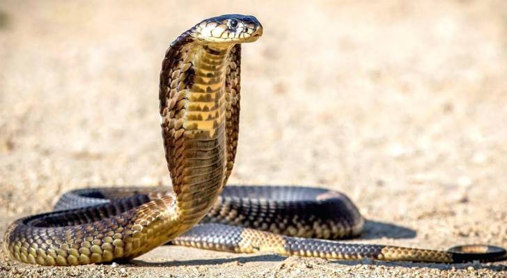 خبير أفاعي: تسجيل حالتي لدغ أفاعي جديدة خلال الـ24 ساعة الماضية