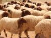 عاجل || توضيح من الزراعة بشأن اسعار الاضاحي