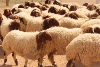عاجل || توضيح من الزراعة بشأن اسعار الاضاحي