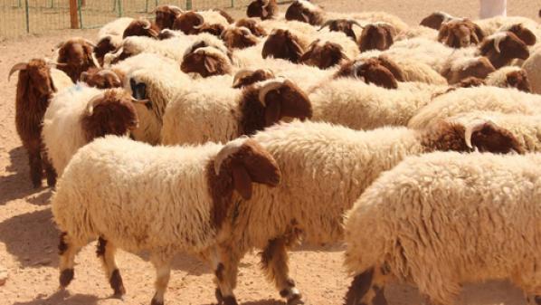 عاجل || توضيح من الزراعة بشأن اسعار الاضاحي