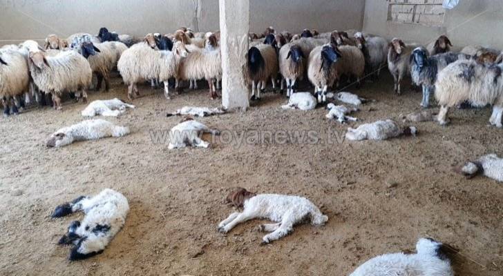 نفوق 8 أغنام جراء صاعقة رعدية في الكرك