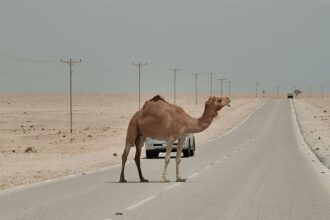 حادث دهس جمل على طريق المدورة دون إصابات بشرية