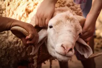 جمعية مربي المواشي تتوقع انخفاضا على أسعار الأضاحي