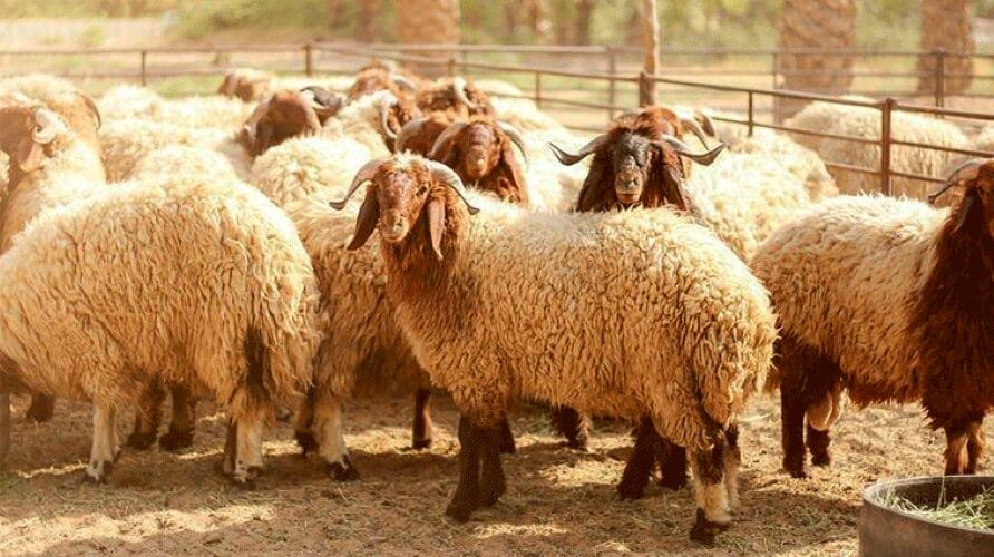 570 ألف رأس من الخراف معدة لعيد الأضحى