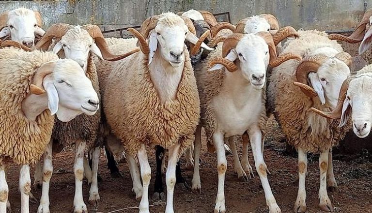 أسعار الأضاحي ضمن المعدلات الطبيعية