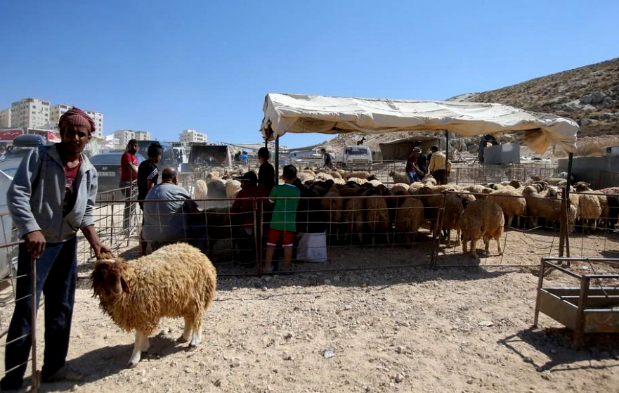 سوق بيع الأضاحي في الزرقاء يشهد تراجعًا ملحوظًا