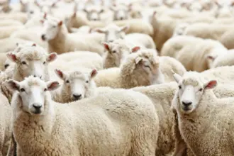 إقبال محدود على شراء الأضاحي في سوق عمان