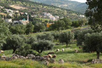 "الزراعة": لا أضرار بغابات العالوك بعد حريق أعشاب جافة